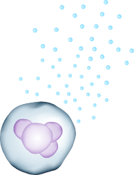 Cytokines released from a megakaryocyte.